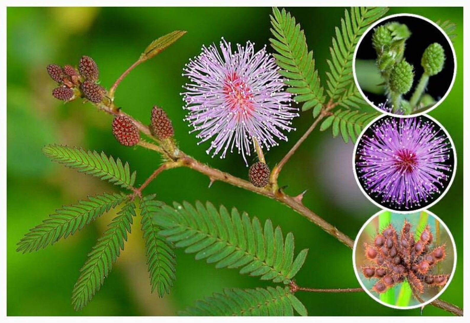 1000 Mimosa Pudica Seeds Sensitive Plant Seeds Rare Shame | Etsy