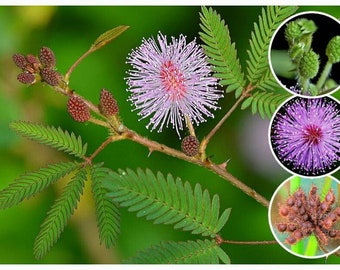 1000+ semi di Mimosa Pudica, semi di piante sensibili, pianta timida di vergogna rara, (si chiude quando viene toccato), confezione di semi vivi, spedizione GRATUITA