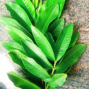 Guava Leaves,  100% Pure Natural Guava leaf, Natural dried Guava Leaves, Psidium Guajava Leaf