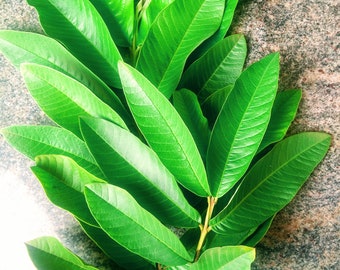 Feuilles de goyave, Feuilles de goyave naturelles 100 % pures, Feuilles de goyave naturelles séchées, Feuille de goyave psidium