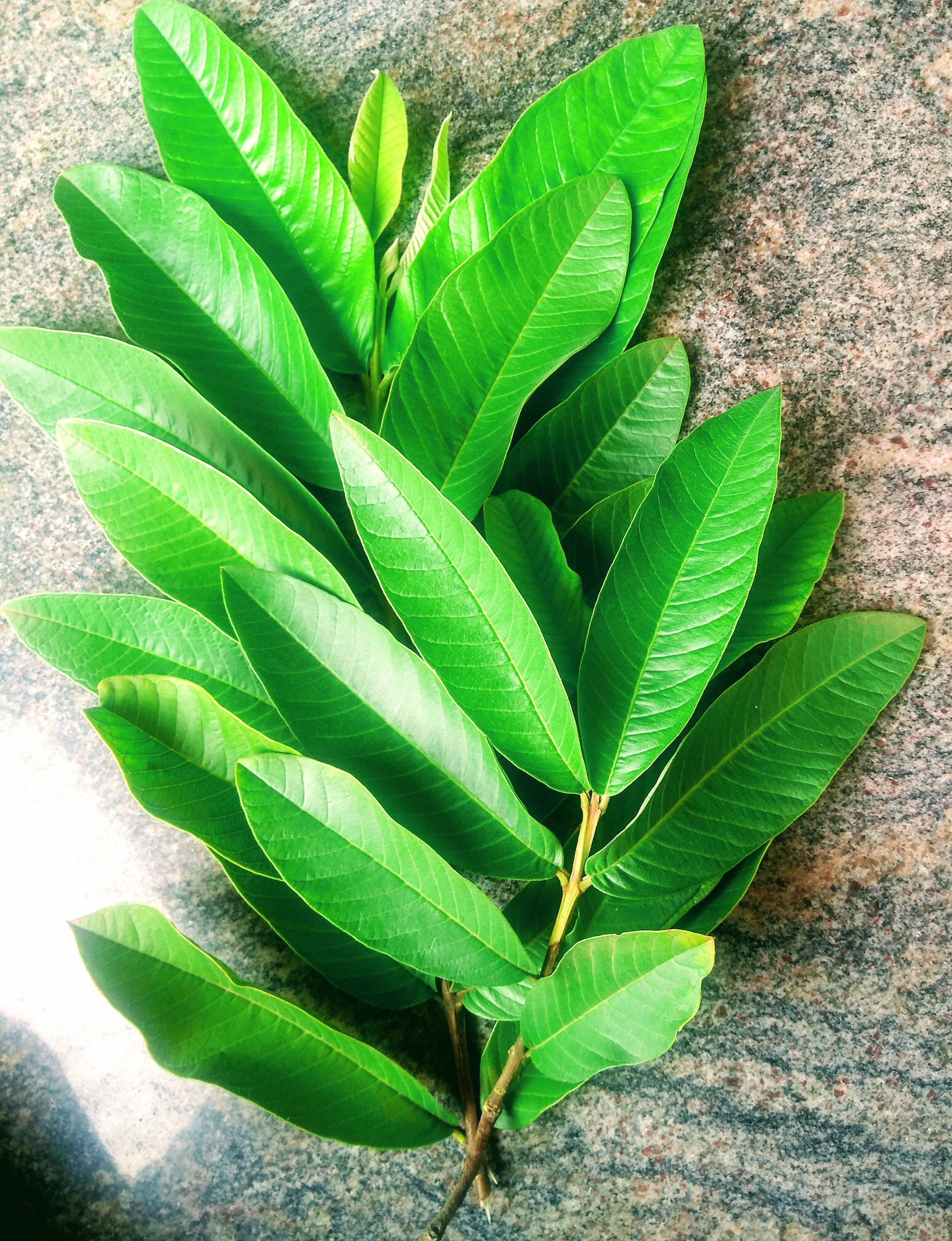 Hojas de guayaba hoja de guayaba natural 100 pura hojas de Etsy México