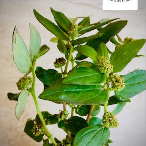 May include: A bunch of green leafy plants with small green flower buds. The plant is called Ceylon Spinach.