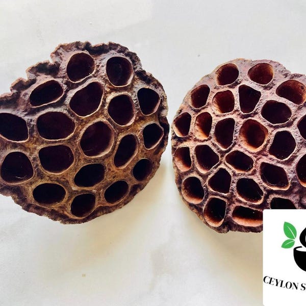 Natural Dried Lotus Pods Aquarium & Craft Decor