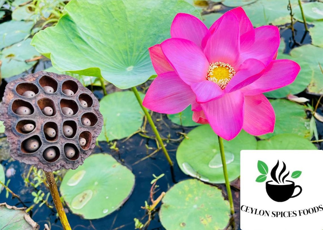 Sacred Pink Lotus Seeds Germination Tested Nelumbo Nucifera - Etsy