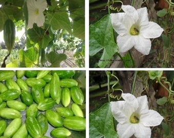 Semi di Coccinia grandis, confezione di semi di zucca d'edera, zucca scarlatta, semi di tindora per il giardinaggio domestico