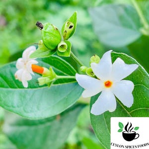 May include: A close-up of a white flower with an orange centre, surrounded by green leaves. The flower is in bloom and has five petals. The leaves are green and have a smooth texture.