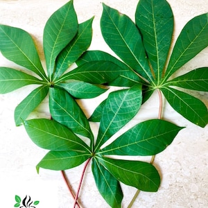 Cassava leaves, Pure Yuca leaf , Home Grown Manioc Leaves