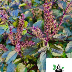 Krishna Tulsi, paarse heilige basilicum, Ocimum Sanctum-pakket met levende zaden
