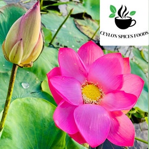 500+ Nelumbo nucifera seeds pack, Sacred Lotus Plant seeds, Pink Lotus Seeds, Germination tested, Select the amount