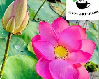 Sacred Lotus Seeds Pink Nelumbo nucifera, Germination Tested