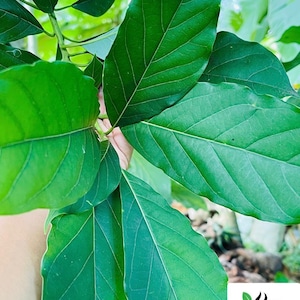 Feuilles d'avocat, hojas de aguacate pour le thé, utilisations culinaires