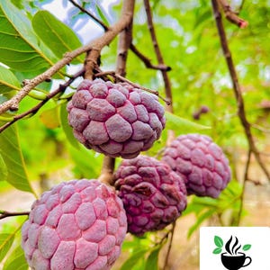 Sugar Apple Seeds, Red Custard Apple Seeds, Tropical Fruit Seeds for Home Gardening