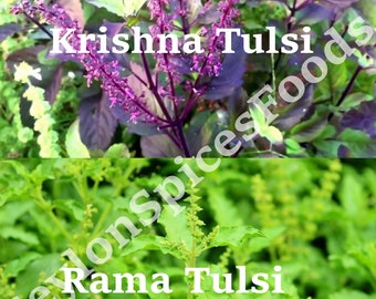 Krishna and Rama Tulsi Seeds Pack,  Ocimum Sanctum, Tenuiflorum Shyama Tulasi, Holy Basil for Home Growing.