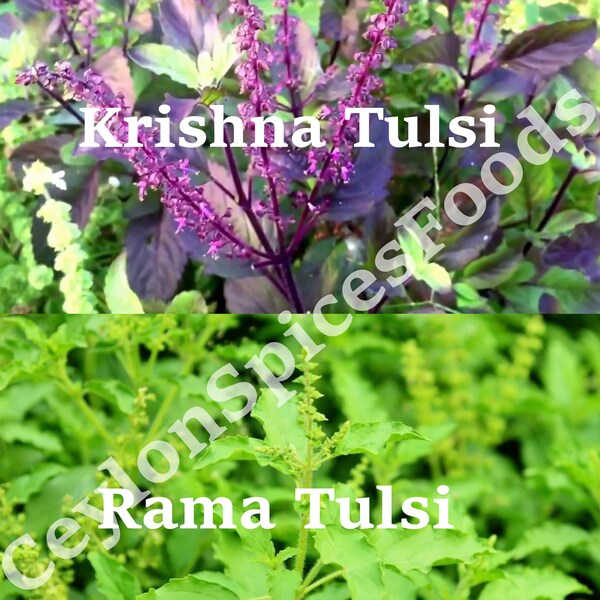 Krishna and Rama Tulsi Seeds Pack,  Ocimum Sanctum, Tenuiflorum Shyama Tulasi, Holy Basil for Home Growing.