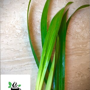 May include: A cluster of long, slender, vibrant green pandan leaves with smooth, pointed tips and a glossy texture. A white square logo in the corner features a black steaming cup icon with two green leaves and the text CEYLON SPICES FOODS.