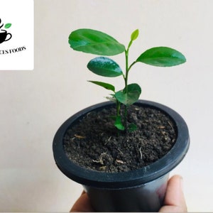 Key Lime Seeds Home Gardening, Rare Citrus Fruit Seeds