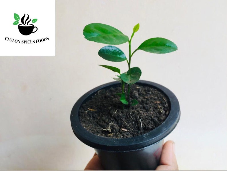May include: A small green plant with several leaves growing in a black plastic pot. The plant is in the early stages of growth and has a thin stem.