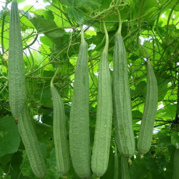 Graines de Loofah Graines de Luffa naturelles pour gourde éponge exotique cultivée à la maison