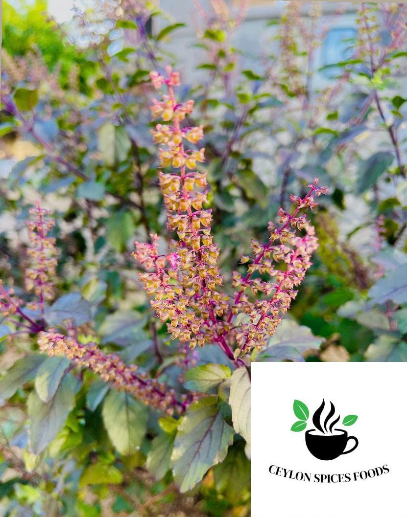 Piante Aromatiche Indiane Semi Di Basilico Santo Rosso - Krishna Tulsi, Ocimum Sanctum, Oltre 200 Semi Semi Krishna Tulsi Ocimum Sanctum - 6