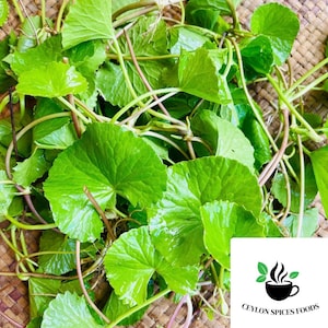 Op de afbeelding: Een close-up van verse gotu kola bladeren, met hun heldergroene kleur en ronde vorm. De bladeren hebben een glanzende uitstraling en worden vergezeld door lange stelen. Het Ceylon Spices Foods logo is zichtbaar.