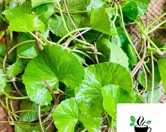 Gotu Kola leaves, Dried Centella asiatica leaf