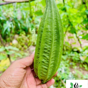 Loofah Seeds Pack Home Gardening & Crafting Sponges