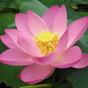 500 Nelumbo nucifera seeds pack Egyptian Bean Sacred Lotus Germination Tested Select Seeds Amount image 3