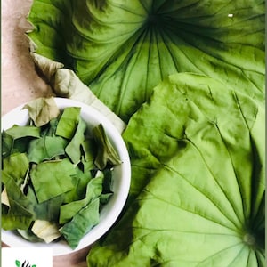Nelumbo Leaves cut Perfect for Tea, Lotus leaf, Dried Nelumbo Nucifera Leaves cut