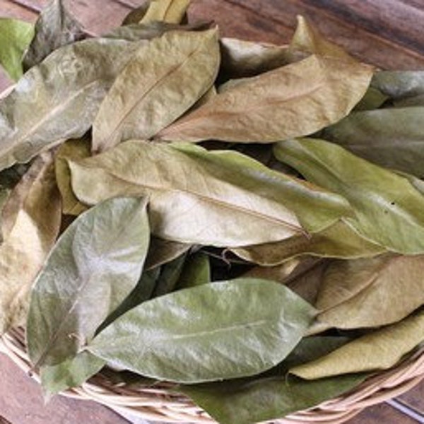 100+  Soursop Leaves, Dried Annona muricata, Guanabana leaf, Free Shipping, Select Leaves Amount