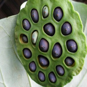 de 500 graines de Nelumbo nucifera Haricot égyptien Lotus sacré Germination testée Sélectionnez la quantité de graines image 10