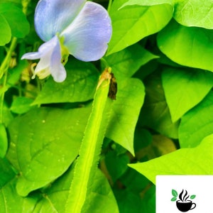 Winged Bean Seeds, Psophocarpus Tetragonolobus, Asparagus pea, Wing pea pack for home gardening