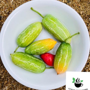 Ivy Gourd Seeds Coccinia Grandis Tindora Plant