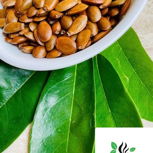 100+ Soursop Seeds for Planting, Annona Muricata seeds for Home gardening, Graviola fruit harvesting, Select the seeds amount