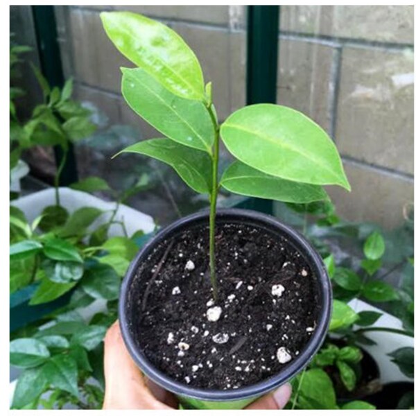 100 + Soursop-Samen, Annona muricata für Hausgarten, Guanabana-Samen zum Pflanzen, ausgewählte Samenmenge