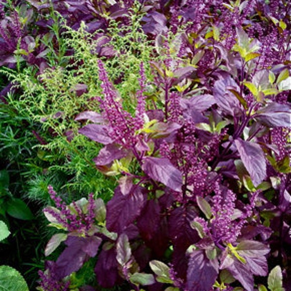 Krishna Tulsi, 50+ LIVE Seeds Pack , Ocimum Sanctum Tenuiflorum Shyama Tulasi Holy Basil for Growing.