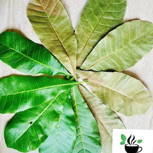 500+ Cashew leaves, Dried Anacardium occidentale