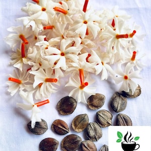 100+ Nyctanthes arbor-tristis seeds, Night flowering Jasmin seed pack, Parijat seeds for home gardening, Select the seeds amount