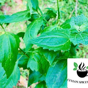 May include: Close-up of a green leafy plant with a white background. The plant has large, pointed leaves with a prominent vein pattern. The image is labeled "CEYLON SPICES FOODS" in the bottom right corner.
