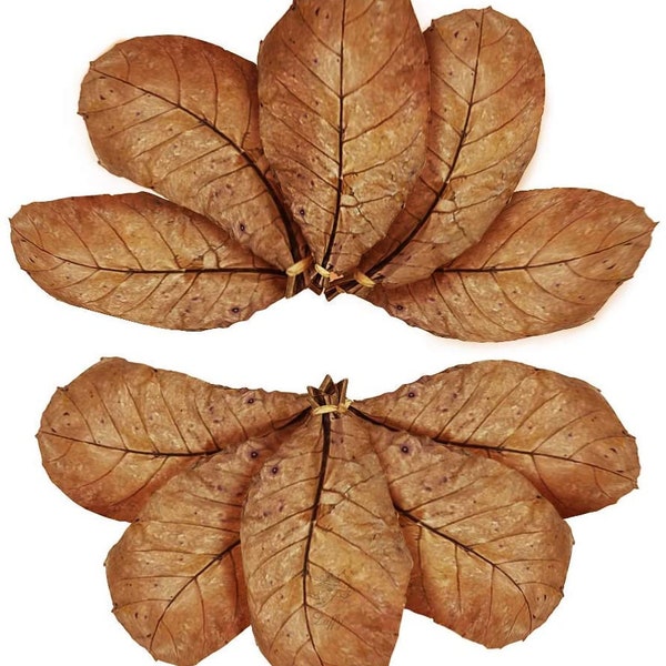 25x Cattapa Indian Almond Leaves For tanks Freshwater Shrimp, Betta Fish, For Tropical Fish Aquariums & Terrariums