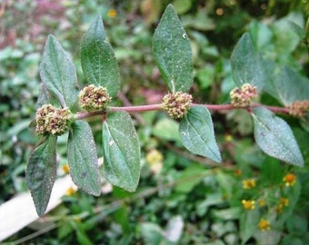 Euphorbia Hirta, gedroogde astmaplant, Chan Garden Wolfsmelkpijlstaart voor kruiden, 100% niet-GMO, zeer zeldzame vondst, WILDCRAFTED KRUIDEN