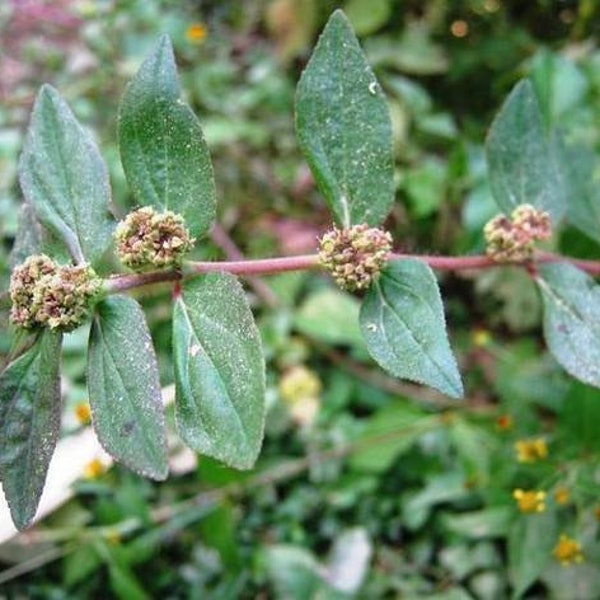 Euphorbia Hirta, Pianta d'asma essiccata, Chan Garden Euforbia per erbe, 100% Non OGM, Vey Rare trovare, ERBE SELVAGGIE