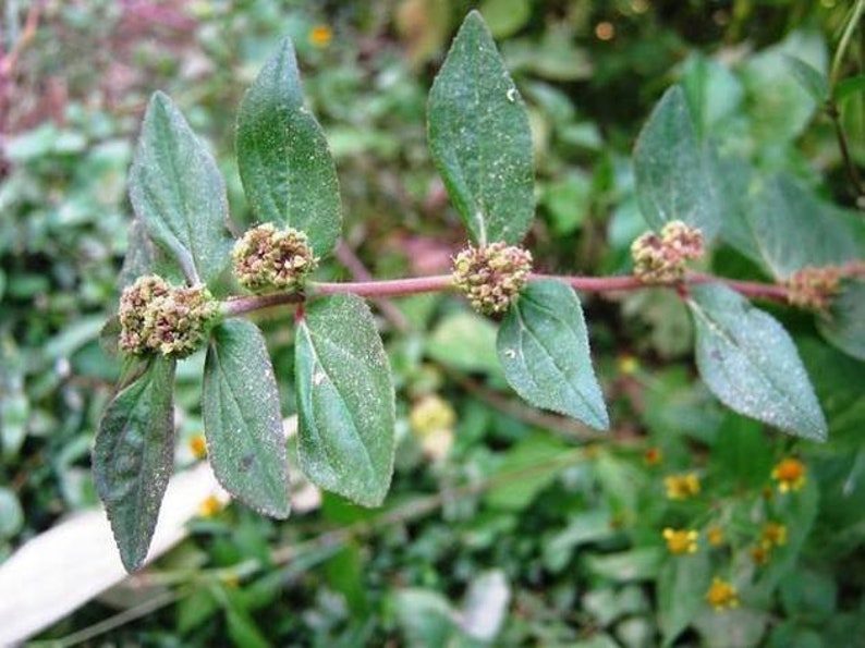 Euphorbia Hirta, Dried Asthma Plant, Chan Garden Spurge For Herbs, 100% Non GMO, Vey Rare find, WILDCRAFTED HERBS image 1