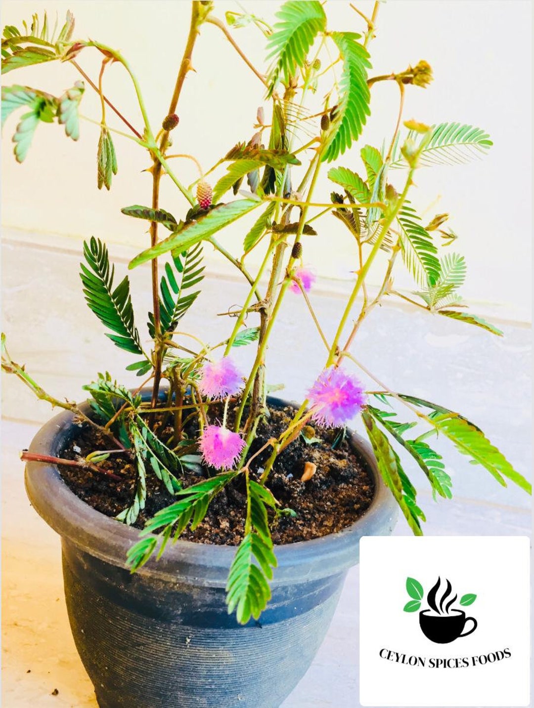 Mimosa Pudica Seeds Sensitive Plant for Home Gardening - Etsy Finland