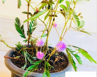 Mimosa Pudica Seeds Sensitive Plant for Home Gardening