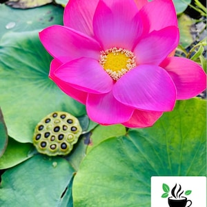 20+ Nelumbo nucifera seeds pack, Sacred Lotus Plant seeds, Pink Lotus Seeds, Germination tested