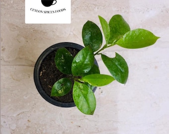 Soursop Seeds for Planting, Annona Muricata seeds for Home gardening, Graviola fruit harvesting