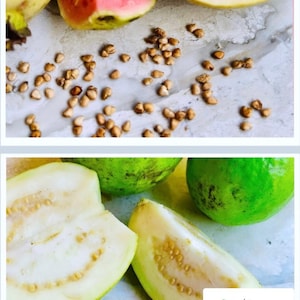 Red & white Guava Seeds for Planting, Psidium guajava high quality seeds for gardening