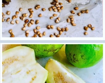 Red & white Guava Seeds for Planting, Psidium guajava high quality seeds for gardening