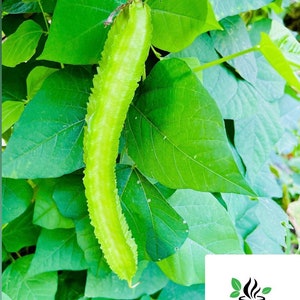 Winged Bean Seeds, Psophocarpus Tetragonolobus, Asparagus pea, Wing pea pack for home gardening