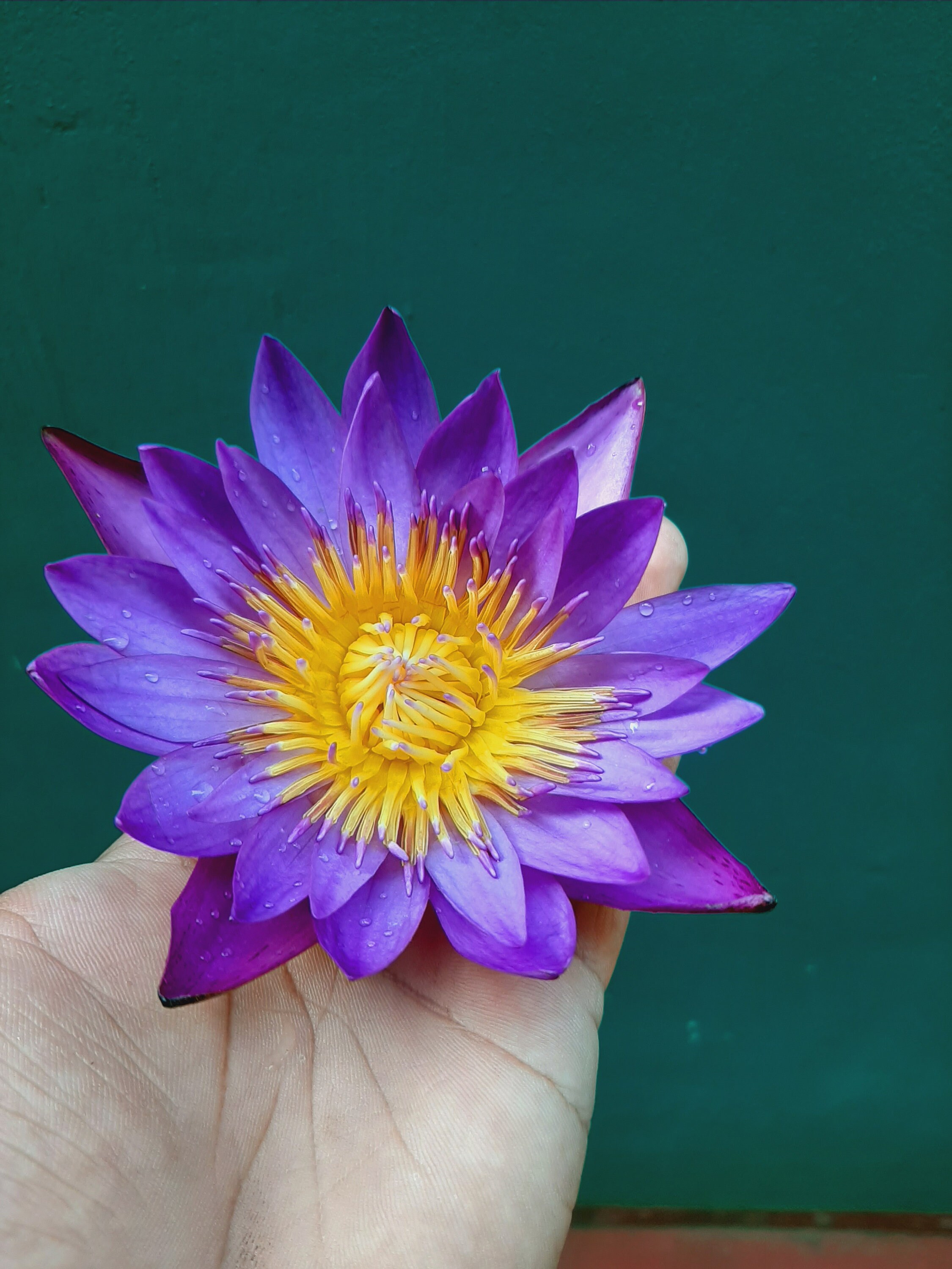 Blue Lotus Petals With Stamens Blue Lotus Tea Nymphaea Etsy Canada